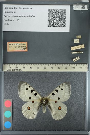 Media type: image;   Entomology 175115